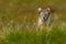 Beautiful wild animal in the grass. Arctic Fox, Vulpes lagopus, cute animal portrait in the nature habitat, grass meadow with flow