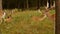 Beautiful wild animal spotted deer with horns on the background of nature, Japanese deer, dappled