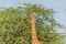 Beautiful wild animal tall Giraffe in Al Ain Zoo Safari Park, United Arab Emirates