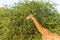 Beautiful wild animal tall Giraffe in Al Ain Zoo Safari Park, United Arab Emirates