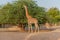 Beautiful wild animal tall Giraffe in Al Ain Zoo Safari Park, United Arab Emirates