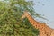 Beautiful wild animal tall Giraffe in Al Ain Zoo Safari Park, United Arab Emirates