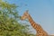 Beautiful wild animal tall Giraffe in Al Ain Zoo Safari Park, United Arab Emirates