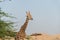 Beautiful wild animal tall Giraffe in Al Ain Zoo Safari Park, United Arab Emirates