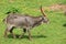 Beautiful wild animals boiling horns safari antelopes gazelles