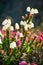 Beautiful wild Arctic bell-heather flowers (Cassiope tetragona)