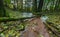 Beautiful wild autumnal forest with small stream.