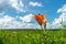 Beautiful wild blooming orange lily flowers growing in green grass on blue cloudy sky background. Colorful, bloom.