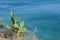 Beautiful wild cactus with blue sea background