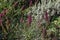 Beautiful wild California hummingbird sage flowers blooming in the coastal area of Goleta near Santa Barbara, California