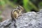 Beautiful wild chipmunk