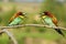 Beautiful wild colorful birds look at each other