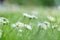 Beautiful wild daisy flowers in the breeze in greenfield. The spring has come and new day begins