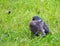 Beautiful wild dove on grass, Lithuania