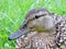 Beautiful wild duck portrait, Lithuania