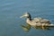 Beautiful wild duck. Swims in the pond. Mallard Green Head.