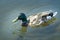 Beautiful wild duck. Swims in the pond. Mallard Green Head.