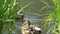 Beautiful wild ducks floating on the water river. Amazing colorful waterfowl bird in a pond, close up. Birds in the