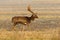 Beautiful wild fallow deer buck