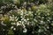 Beautiful wild flower bed of Corn chamomile, Anthemis arvensis