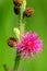 Beautiful wild flower macro