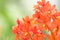 Beautiful wild flower orchid, Ascocentrum or Vandaceous Orchid,Rare species of wild orchids