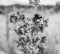 Beautiful wild flower winged bee on background foliage meadow