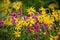 Beautiful wild flowers of arnica and dwarf fireweed (Arnica frigida, Chamerion latifolium)