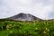 Beautiful wild flowers in bloom around Asahidake mountain, Hokkaido, Japan, during summer season.