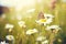 Beautiful wild flowers chamomile with butterfly on sunny day