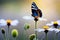 Beautiful wild flowers chamomile, purple wild peas, butterfly in morning haze in nature close-up macro. Landscape wide format, cop