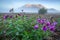 Beautiful wild flowers dwarf fireweed (Chamerion latifolium)