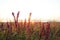 Beautiful wild flowers in field at sunrise, closeup. Early morning landscape