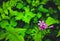 Beautiful wild flowers, group of tiny bright pink flowers with blur fern foliage and different green leaves