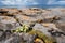 Beautiful wild flowers grow in a rough stone environment, Burren area, Ireland. Life in hard conditions concept. Blue cloudy sky