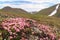 Beautiful wild flowers Kalmia procumbens or Loiseleuria procumbens, commonly known as alpine azalea or trailing azalea