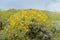 Beautiful wild flowers - a part of the superbloom phenomena in the Walker Canyon mountain range near Lake Elsinore