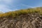 Beautiful wild flowers - a part of the superbloom phenomena in the Walker Canyon mountain range near Lake Elsinore