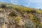 Beautiful wild flowers - a part of the superbloom phenomena in the Walker Canyon mountain range near Lake Elsinore