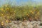 Beautiful wild flowers - a part of the superbloom phenomena in the Walker Canyon mountain range near Lake Elsinore, Southern Calif