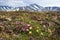 Beautiful wild flowers of Silene acaulis, known as moss campion or cushion pink and Dryas in the tundra on a background of mountai