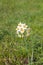 Beautiful wild fragrant Narcissus flowers Narcissus tazetta, bunch-flowered narcissus, daffodil, Chinese sacred lily bloom