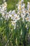 Beautiful wild fragrant Narcissus flowers Narcissus tazetta, bunch-flowered narcissus, daffodil, Chinese sacred lily bloom