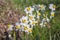 Beautiful wild fragrant Narcissus flowers Narcissus tazetta, bunch-flowered narcissus, daffodil, Chinese sacred lily bloom