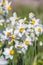 Beautiful wild fragrant Narcissus flowers Narcissus tazetta, bunch-flowered narcissus, daffodil, Chinese sacred lily in full