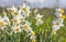 Beautiful wild fragrant Narcissus flowers Narcissus tazetta, bunch-flowered narcissus, daffodil, Chinese sacred lily in full