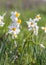 Beautiful wild fragrant Narcissus flowers Narcissus tazetta, bunch-flowered narcissus, daffodil, Chinese sacred lily in full