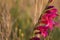 Beautiful wild gladiolus in a meadow at sunset