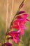 Beautiful wild gladiolus in a meadow at sunset