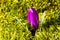 Beautiful wild-growing violet crocus